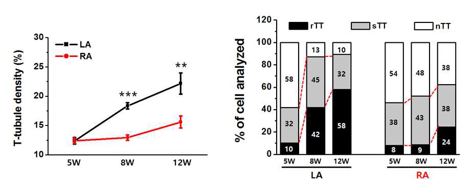 Rat 좌.우심방근 세포의 출생 후 T-tubule 발달도 차이. di-8-ANEPPS confocal 염색 결과, 좌심방근(LA)의 출생 후 T-tubule 발달이 우심방근(RA) 세포에 비해서 현저히 빠르게 진행됨