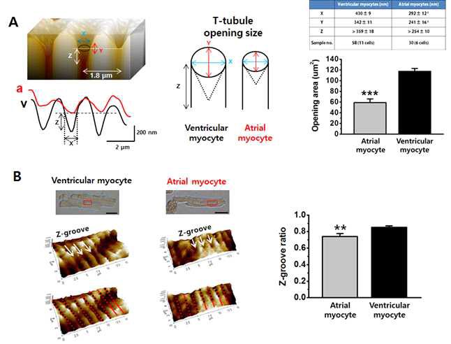 Rat 심방근 세포 막 표면의 T-tubule 구멍의 SICM 나노 영상. 심방근 세포막 T-tubule 구멍의 크기 (opening area), Z-groove ratio를 심실근과 상호 비교함. 심실근 T-tubule에 비해 심방근 T-tubule의 크기는 약 절반 정도이며, z-groove index도 심실 대비 유의하게 낮았음