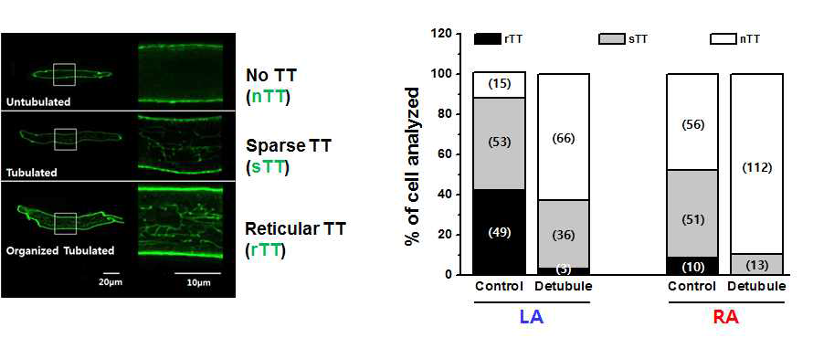 Rat 좌.우심방근 세포의 T-tubule 발달도 비교. 좌심방근(LA)의 T-tubule density가 우심방근(RA) 세포에 비해서 현저히 높게 발달되어 있음. 왼쪽: Confocal images of di-8-ANEPPS stained T-tubules. 오른쪽: 각 T-tubule 구조별 분율 및 좌.우심방근 비교 (detubulation 전후 비교)
