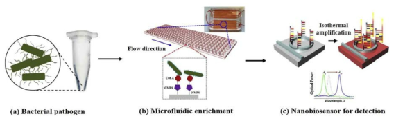 신속, 정확한 검출을 위한 미세유체제어기술 기반 농축기술과 나노바이오센싱 기술의 원리