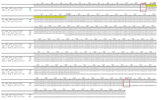 pDisplay/Anti-CD66c vector 중 anti-CD66c sequencing 결과