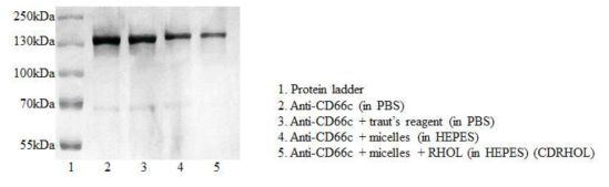 SDS-PAGE assay로 항-CD66c 항체가 결합된 나노복합체 검증
