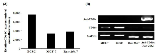 Raw 264.7에서 CD66c 발현 유무 검증 및 pDisplay/Anti-CD66c vector 발현 확인