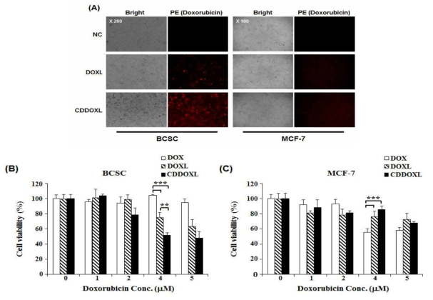 BCSC와 MCF-7에 대한 CDDOXL의 세포 독성 효과