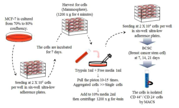 유방암세포 유래 암줄기세포 배양 및 선별과정 모식도