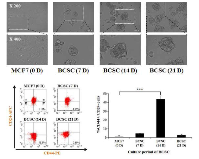 BCSC을 각 배양시기에 따른 암줄기세포 표면 마커인 CD24-/CD44+의 발현 양상을 FACS로 측정