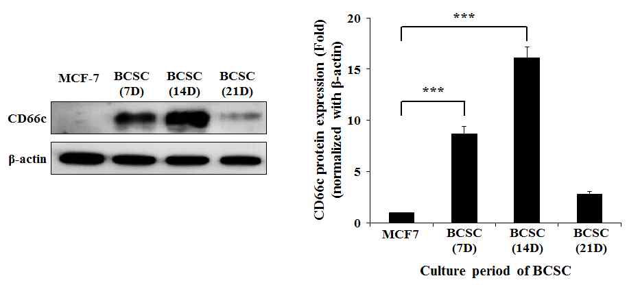 MCF-7 및 7, 14, 21 일차 BCSC에서의 CD66c의 western blot 결과 (좌: membrane 사진, 우: β-actin를 control로 도식화함.)