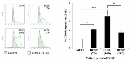 MCF-7 및 7, 14, 21 일차 BCSC에서의 CD66c의 FACS 결과 (좌: histogram, 우: MCF-7을 control로 하여 도식화함.)