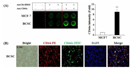 MCF-7 및 7, 14, 21 일차 BCSC에서의 CD66c의 on cell binding assay 결과 (A, 좌: 형광사진, 우: MCF-7을 control로 하여 도식화함.) 및 세포 면역 형광 사진