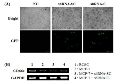MCF-7에서의 CD66c의 shRNA의 knockdown 효율 확인 (A: RT-PCR, B: 형광현미경 관찰)