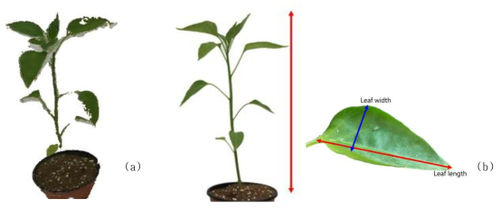 3차원 복원 결과(a), 작물의 높이와 잎의 길이, 너비 측정 방식(b)
