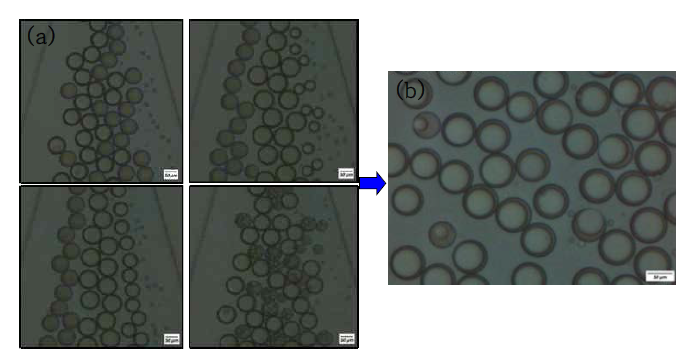 Stabilization processes of double emulsion droplet formation. (a) Formation of double emulsion droplets with oil droplets and multiple W1 droplets-in-Oil droplets. (b) Stable step of double emulsion droplet formation. (Scale bar : 50 μm)