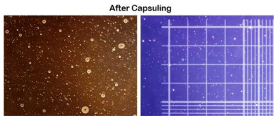 히알루론산을 이용한 세포 캡슐링-1