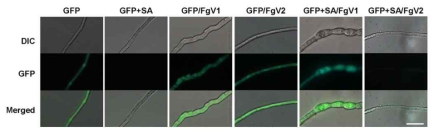 GFP 형질전환체와 GFP hairpin structure 발현 돌연변이체에서 바이러스 감염시 GFP 발현 유지 여부 확인. GFP 발현이 억제되는 형질전환체 (GFP+SA)와 FgV2에 감염된 GFP+SA 균사에 비해, FgV1에 감염된 GFP+SA GFP 발현이 강하게 유지되는 것을 확인 하였다