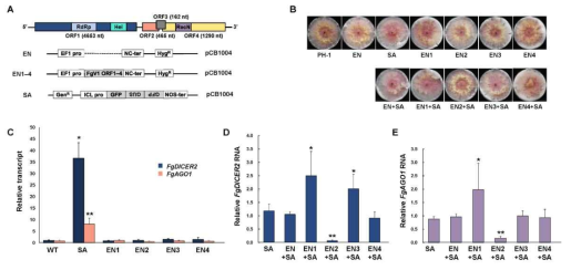 기주저항성 억제 기능을 가진 FgV1 유전자의 선발. (A) 각 바이러스 유전자를 발현할 수 있는 벡터와 hairpin 발현 벡터의 모식도. (B) 형질전환체의 표현형. (C) 각각 construct가 개별적으로 삽입되어 형질전환된 돌연변이체의 FgAGO-1과 FgDICER-2 발현 변화 분석. Construct가 동시에 곰팡 이내로 형질전환된 돌연변이체의 FgDICER-2 (D) 와 FgAGO-1 (E)의 발현 변화 분석