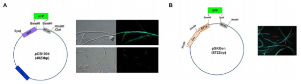 A) pCB1004 에 삽입한 GFP 발현 클론의 모식도와 균사내 형질전환후 GFP 발현을 확인한 결과. (B) Geneticin 항생제를 포함한 pSKGen 벡터의 GFP 클론의 모식도와 균사내 GFP 발현