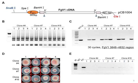 EF1 promoter 하의 FgV1 cDNA 감염성 클론의 곰팡이 형질전환 결과. (A) FgV1 cDNA 감염성 클론의 모식도. (B) 형질전환체 후보군에서 추출한 total RNA. (C) 추출한 total RNA에서 oligodT를 이용하여 cDNA를 합성한 후 FgV1을 특이적으로 검출할 수 있는 primer를 이용하여 PCR 증폭한 결과. (D) 곰팡이 형질 전환 결과 야생형에 비해 균사 속도 성장이 느려진 형질전환체. Hygromycin이 포함된 CM에서 4일간 배양한 사진. (E) hammer head enzyme site detection을 위한 RT-PCR