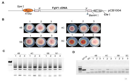 EF1 promoter의 transcription start site 부분만 삽입하여 제작한 FgV1 cDNA 감염성 클론의 곰팡이 형질전환 결과. (A) FgV1 cDNA 감염성 클론의 모식도. (B) 곰팡이 형질전환 결과 야생형에 비해 균사 속도 성장이 느려진 형질전환체. Hygromycin이 포함된 CM에서 4일간 배양한 사진. (C) 형질전환체 후보군에서 추출한 total RNA. (D) 추출한 total RNA 에서 oligodT를 이용하여 cDNA를 합성한 후 FgV1을 특이적으로 검출할 수 있는 primer를 이용하여 PCR 증폭한 결과