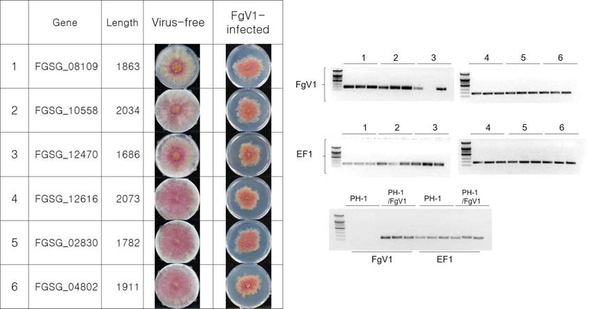 HET domain 보유 유전자 삭제 돌연변이체의 제작 및 FgV1의 전이(좌). RT-PCR을 통한 FgV1 검출 및 발현량 확인(우)