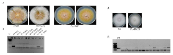 FgV1이 감염된 Cryphonectria parasitica (좌) Fusarium oxysporum (우) 균주를 이용한 바이러스 전이 여부 및 효율 확인