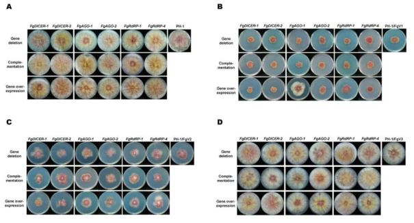 붉은 곰팡이의 저항성반응 관련 유전자들의 삭제 및 과발현 돌연변이체의 표현형. (A)바이러스에 감염되지 않은 건전한 돌연변이체. 위에서부터 유전자삭제돌연변이체, 삭제효과를 다시 복구한 돌연변이체, 해당유전자의 과발현 돌연변이체 순. (B) FgV1에 감염된 돌연변이체 전체의 표현형. (C) FgV2에 감염된 돌연변이체 전체의 표현형. (C) FgV3에 감염된 돌연변이체의 표현형. PH-1; wild-type 정상 균주