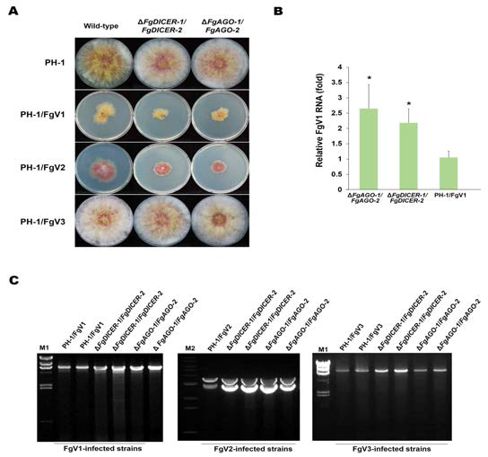 (A) FgDICER-1,2 또는 FgAGO-1,2를 삭제한 돌연변이체의 표현형. (B) qRT-PCR을 통한 double-deletion mutant의 균사 내 FgV1 바이러스 축적량 (C) 5일간 배양한 각각의 double-deletion mutant 균사에서 total RNA 추출하여 S1 Nuclease와 DNaseI을 처리하여 전기영동으로 dsRNA의 양 비교. 왼쪽부터 FgV1, FgV2, FgV3 순서. M1,λDNA digested with HindIII; M2, 1kb ladder