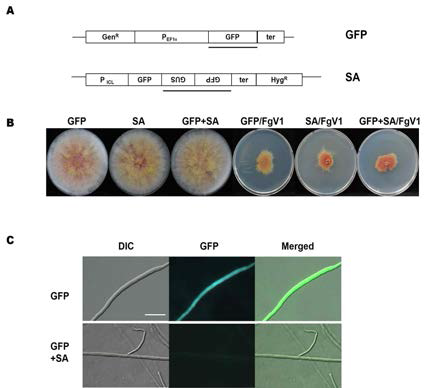 (A) GFP 유전자를 이용한 hairpin structure 발현 벡터 모식도. (B) 본 실험에 사용한 형질전환체의 표현형과 이들에 FgV1 을 도입한 균주들을 5일째 촬영한 결과. GFP, GFP를 발현하는 클론인 pSKGen을 도입한 형질전환체; SA, GFP hairpin structure를 발현할 수 있는 벡터가 삽입된 형질전환체; GFP+SA, GFP 발현 클론과 GFP hairpin structure를 발현 클론을 동시에 삽입한 형질전환체. (C) GFP 형질전환체에 GFP hairpin structure를 발현클론을 삽입하여 GFP의 발현 침묵 (silencing)이 일어난 결과를 균사내에서 형광현미경을 통해 관찰