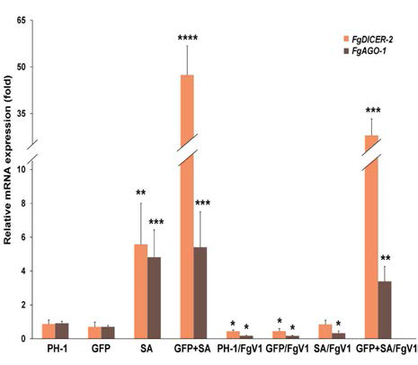 GFP 형질전환체와 GFP hairpin structure 발현 돌연변이체에서의 FgAGO-1과 FgDICER-2 유전자의 발현량을 real-time PCR을 통해 확인해본 결과. 발현량의 확인을 위해 5일간 배양한 각 균주의 total RNA를 추출하여 oligo dT를 이용한 cDNA를 합성하여 qRT-PCR로 이들의 발현량을 비교분석하였다