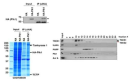 PLK1과 TNKS1과의 상호작용 확인 (G-H Ha et al, 2012)