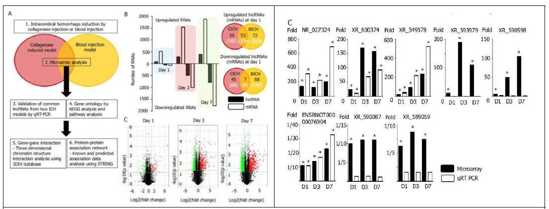 뇌출혈 모델에서 long noncoding RNA 발현 수준의 변화: 뇌출혈 발생 이후 시간이 1, 3 7 일로 지날 수록 증가 혹은 감소하는 lncRNA 숫자가 증가하며 (좌) microarray 및 qRT-PCR에서 대표적으로 일관되게 증가 수준을 보이는 lncRNA는 NR_027324, XR_600374, XR_349578로 확인됨