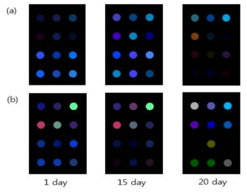 4℃ (a) 와 25℃ (b)에서 저장기간에 따른 CSA 색 변화