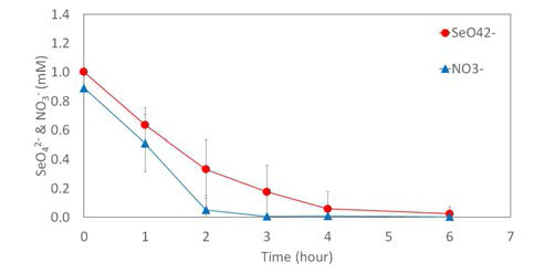 1:1 몰비의 SeO42-:NO3- 유입조건에서 충분한 탄소원(C:N=11.1:1)이 주입된 경우의 농도변화