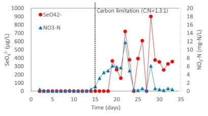 생물막반응조에서 셀레네이트와 질산염 공존 유입시 유출수 농도 변화(15일부터 탄소원이 제한됨)