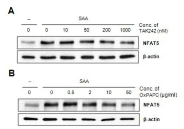 TLR2/4 receptor를 통한 SAA에 의한 NFAT5의 발현