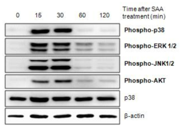 SAA에 의한 MAPKs와 PI3Ks의 phosphorylation