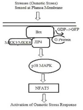 NFAT5 pathway
