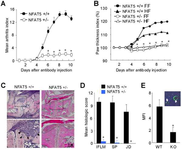 NFAT5+/- mice 와 NFAT5+/+ mice에서 관절염 유도