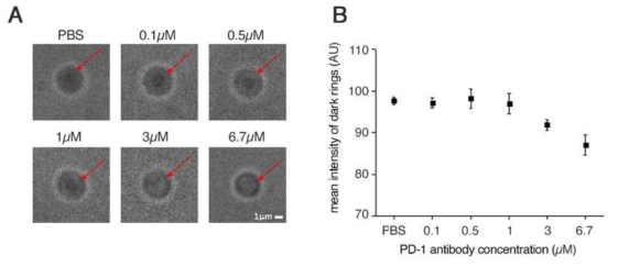 PD-1단백질과 PD-1항체의 이합체화(dimerization)에 의한 PD-1 결합 수화젤의 반응 변화. (A) 화살표로 표시된 부분이 PD-1항체의 농도에 따라 어두워지며 dark ring을 형성 (B) 농도에 따라 dark ring의 intensity를 측정한 결과