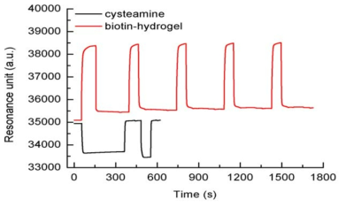 Cysteamine 및 biotin-hydrogel 용액 주입시 나타나는 SPR sensorgram. 개질후 SPR 시그널 차이를 통해 효과적으로 센서칩 표면 개질 완료 검증