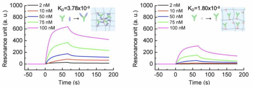 면역항암제 PD-1 항체에 의한 단백질 이합체화(왼쪽, PD-1 수화젤) 및 단일결합(오른쪽, protein A 수화젤)에 따른 SPR 분석 결과