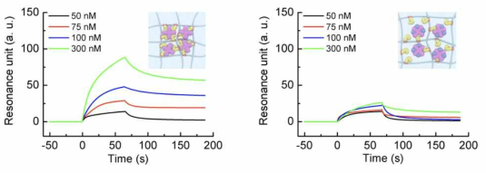 단백질의 다중결합(왼쪽, multivalent streptavidin) 또는 단일결합(오른쪽, monovalent streptavidin)에 따른 SPR 분석 결과