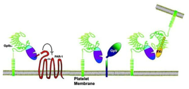 GPIbα 와 thrombin 결합에 의한 혈전생성 기전