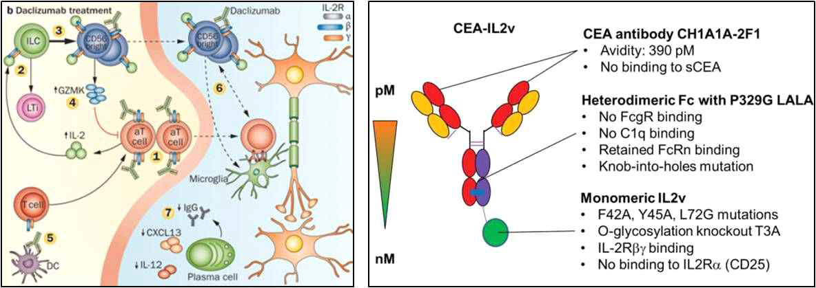 다발성 경화증 완화제 항 CD25 항체의약품 Daclizumab (왼쪽), CEA-IL-2 variant를 이용한 로슈의 항암 치료전략 (오른쪽)