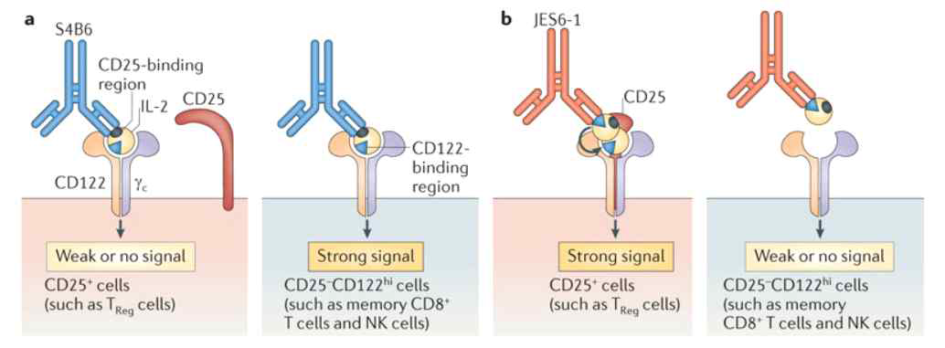 IL-2 결합 항체의 종류에 따른 T세포에 대한 IL-2 작용의 변화 (2006, Science)