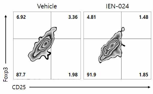 IEN-024에 의한 melanoma tumor에서의 Treg 세포 증식 억제