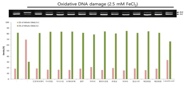각 추출물의 산화적 손상에 의한 φX-174 RF I plasmid DNA 손상억제 효과