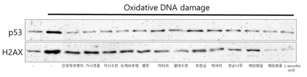 산화적 손상을 받은 NIH3T3세포에서 각 추출물 처리에 의한 p53과 H2AX 단백질 발현 변화