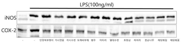 산화적 손상을 받은 NIH3T3세포에서 각 추출물 처리에 의한 p53과 H2AX 단백질 발현 변화