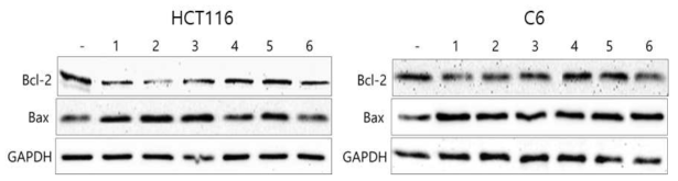 HCT116 및 C6세포에서 각 추출물처리에 의한 항암효과 1 : 가시연꽃,　2 : 각시수련, 3 : 뻐꾹나리, 4 : 해당화 꽃, 5 : 개병풍, 6 : 섬기린초