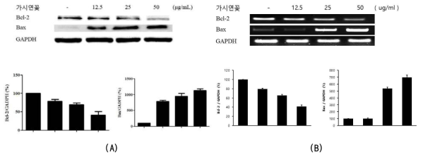 가시연꽃 에틸아세테이트 분획물의 항암 활성 A: Western blot, B : RT-PCR